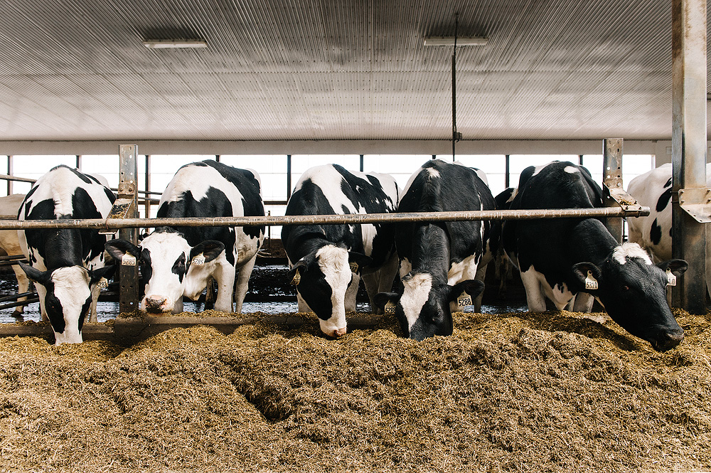 Cows feeding at bunk